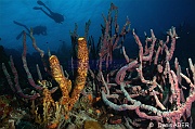 Aplysina cauliformis ambiance-Bonaire South Bay-22m-20180218-Denis-ADER-DSC_6493_tn